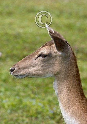 Fallow Deer  Doe DM0636